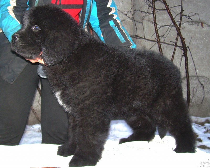 Фото: ньюфаундленд Velyke Malyatko Enej