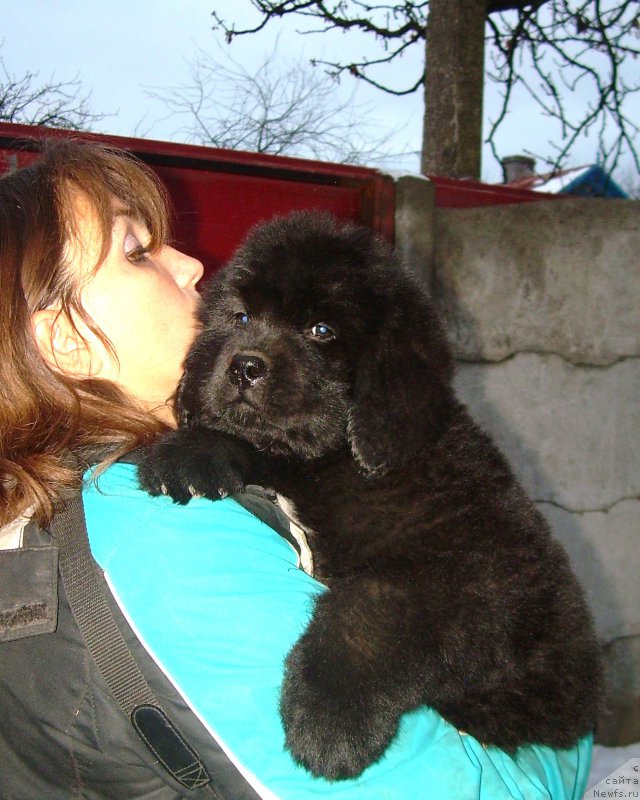 Фото: ньюфаундленд Velyke Malyatko Enej