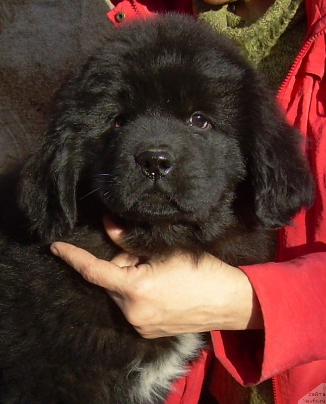 Фото: ньюфаундленд Velyke Malyatko Edyna