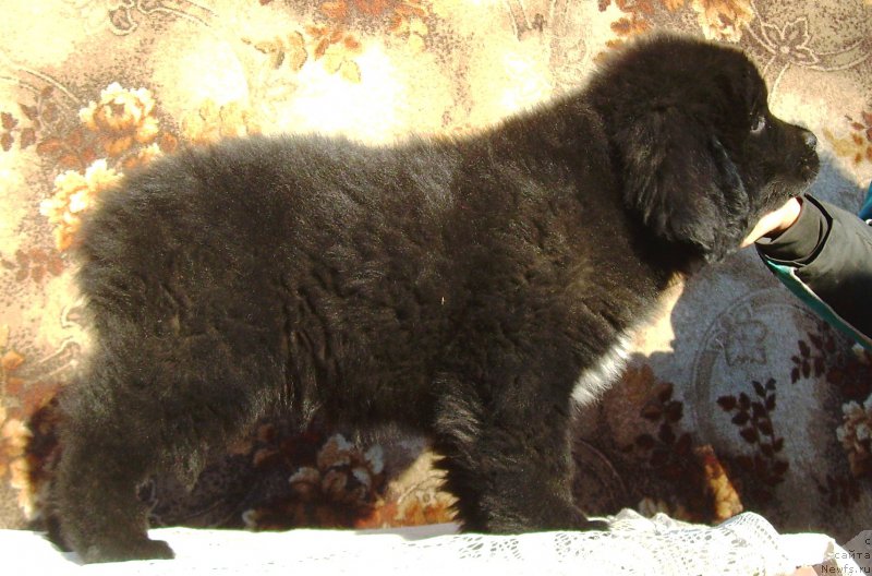 Фото: ньюфаундленд Velyke Malyatko Edyna