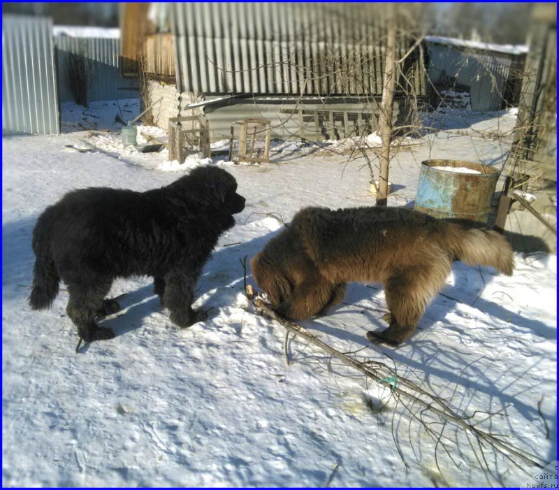 Фотография № 174195