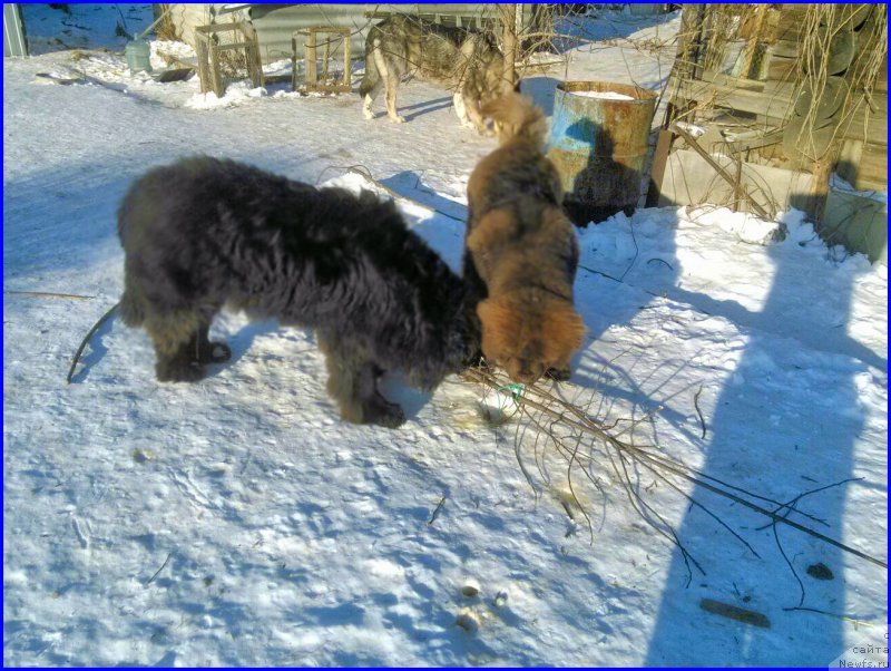 Фотография № 174196