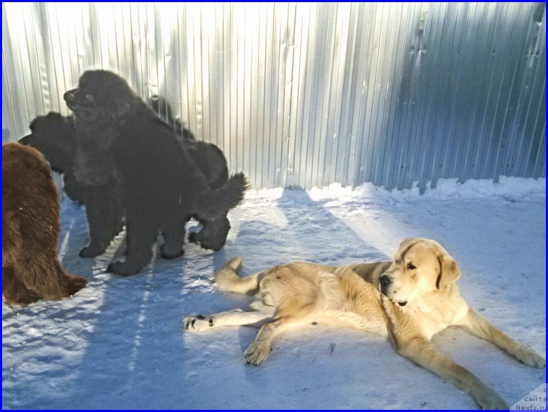 Фото: ньюфаундленд Валенсия Черная Жемчужина, ньюфаундленд Ньюфорт Лапочка Дочка, ФРАНКО