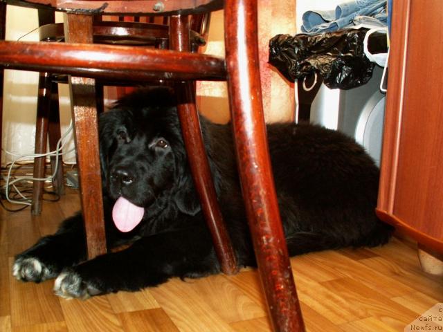 Фото: ньюфаундленд Сангрия