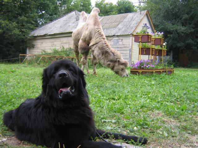 Фото: ньюфаундленд Арманьяк Души Моей