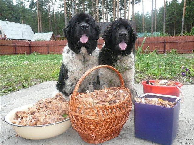 Фото: ньюфаундленд Плюшевая Панда Ла Белла, ньюфаундленд Супер Бизон Арго (Super Bizon Argo)