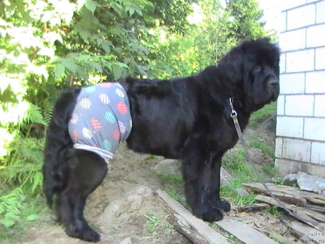 Фото: ньюфаундленд Талула Белл (Talula Bell)