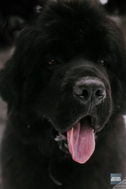 Фото: ньюфаундленд Элберт Маунт из Антаграда