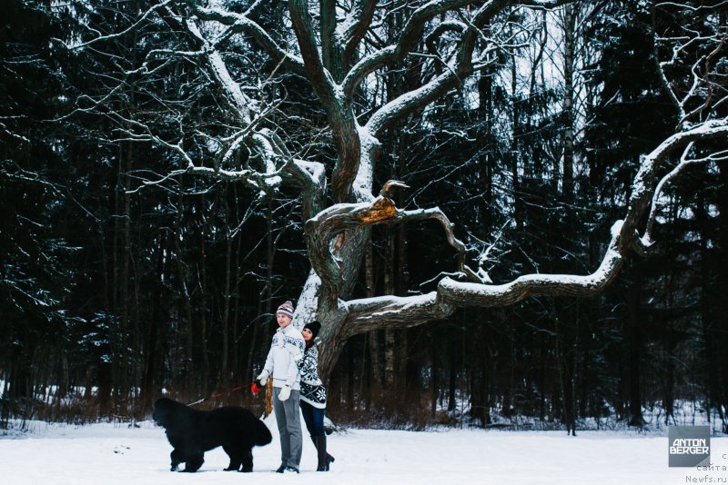 Фото: ньюфаундленд Элберт Маунт из Антаграда