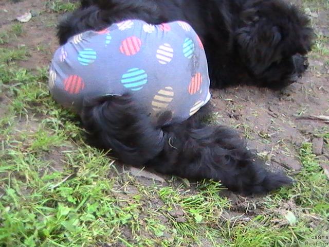 Фото: ньюфаундленд Талула Белл (Talula Bell)