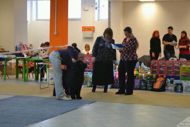 Фото: ньюфаундленд Акватория Келвин Шарлиз (Aquatoriya Kelvin Sharliz)