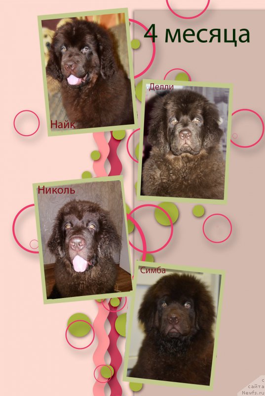 Фото: ньюфаундленд Наоми Таголири фор Браунблад (Naomi Tagoliri for Brouwnblood), ньюфаундленд Нэш Соллар Винд, ньюфаундленд Николь Голд Стар (Nikol Gold Star), ньюфаундленд Нобл Кинг Май Лорд Симба