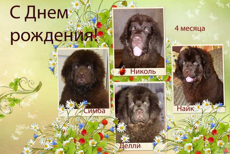 Фото: ньюфаундленд Наоми Таголири фор Браунблад (Naomi Tagoliri for Brouwnblood), ньюфаундленд Нэш Соллар Винд, ньюфаундленд Николь Голд Стар (Nikol Gold Star), ньюфаундленд Нобл Кинг Май Лорд Симба