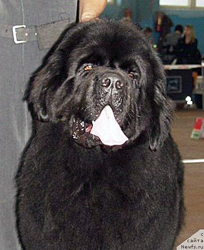 Фото: ньюфаундленд Rain Coast How can I Fall