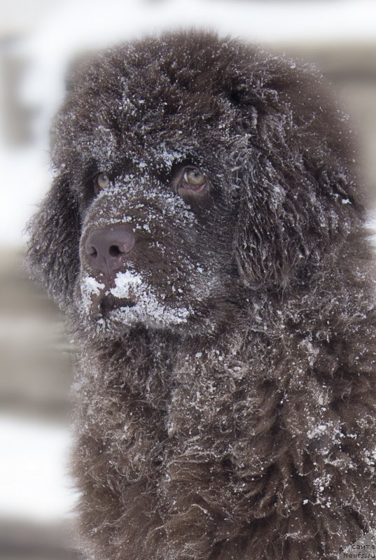 Фото: ньюфаундленд Наоми Таголири фор Браунблад (Naomi Tagoliri for Brouwnblood)