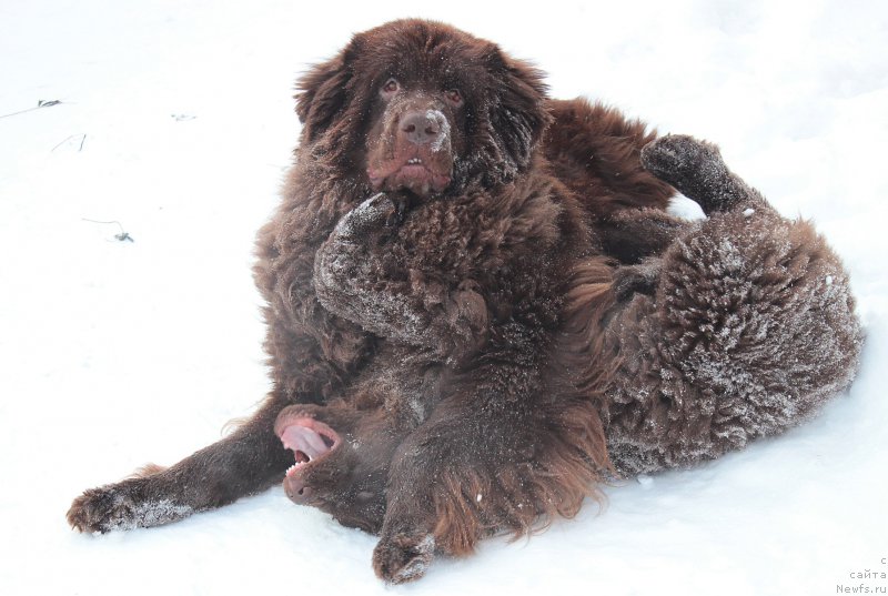 Фото: ньюфаундленд Сверкающая Гора Машаме (Sverkayuzhaya Gora Mashame), ньюфаундленд Наоми Таголири фор Браунблад (Naomi Tagoliri for Brouwnblood)