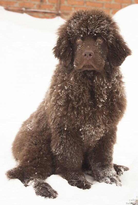 Фото: ньюфаундленд Наоми Таголири фор Браунблад (Naomi Tagoliri for Brouwnblood)