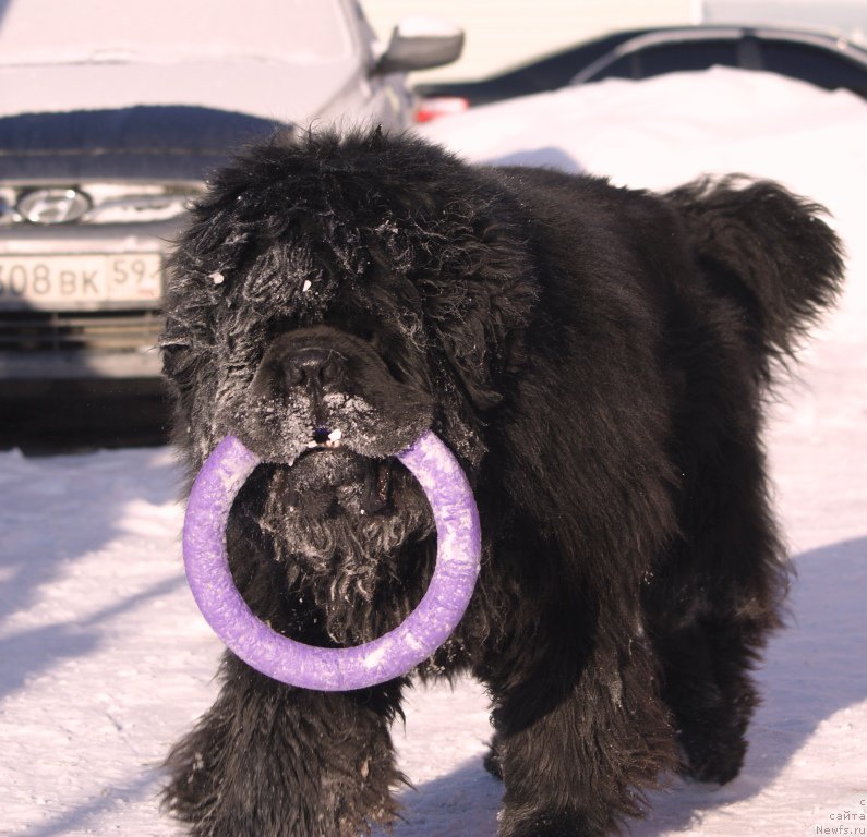 Фото: ньюфаундленд Ньюфорт Фидель (Njufort Fidel)