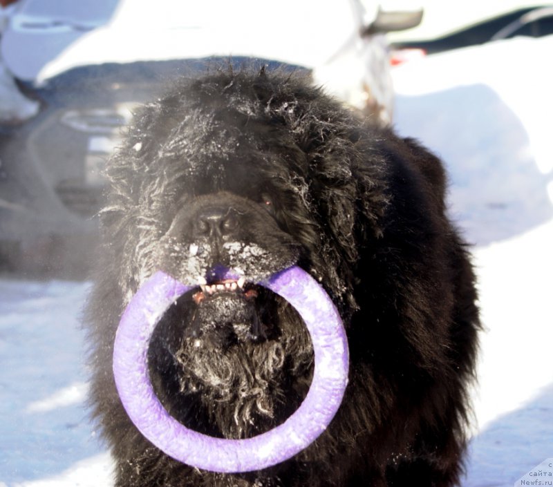 Фото: ньюфаундленд Ньюфорт Фидель (Njufort Fidel)