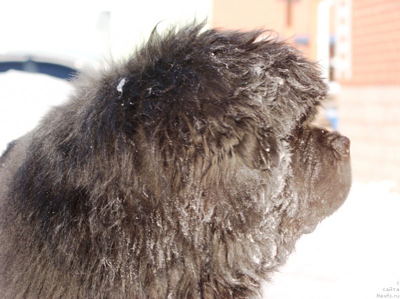 Фото: ньюфаундленд Ньюфорт Фидель (Njufort Fidel), третья зима