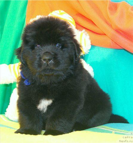 Фотография № 17427