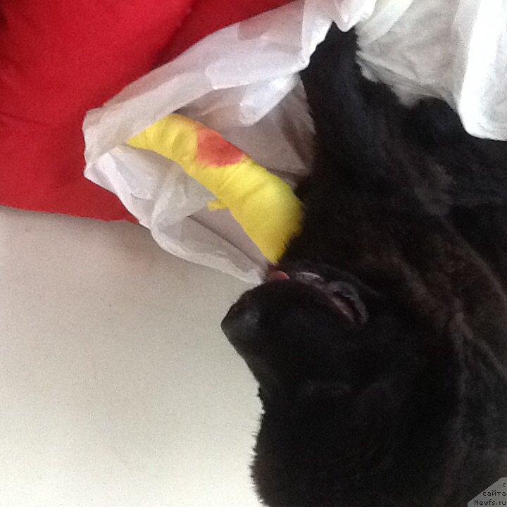 Фото: ньюфаундленд Браунблад МСК Харита Хавва (Brownblood MSK Harita Havva)