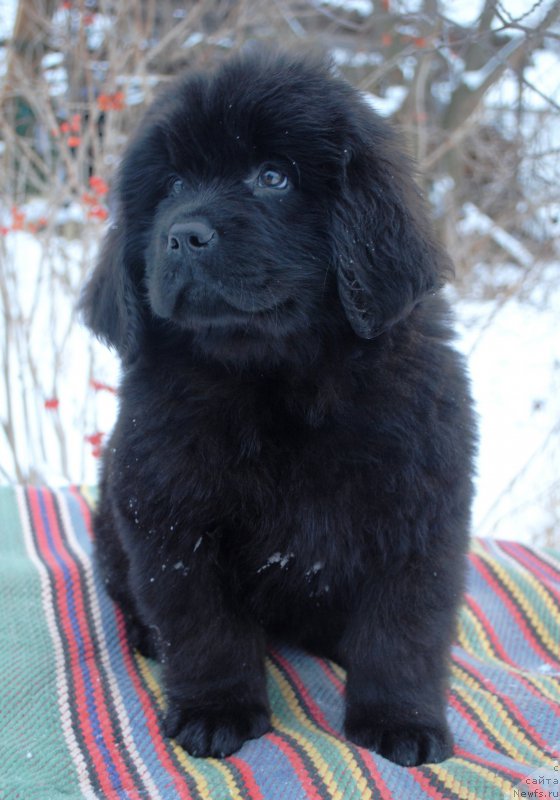 Фото: ньюфаундленд Моя Стихия Калипсо Прелестная Нимфа