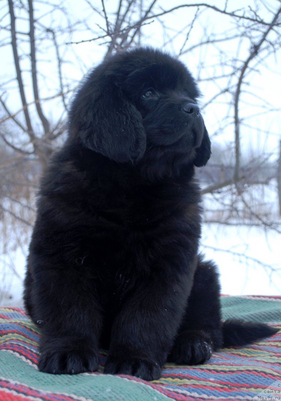 Фото: ньюфаундленд Моя Стихия Калипсо Прелестная Нимфа