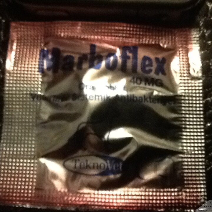 Фото: ньюфаундленд Браунблад МСК Харита Хавва (Brownblood MSK Harita Havva)