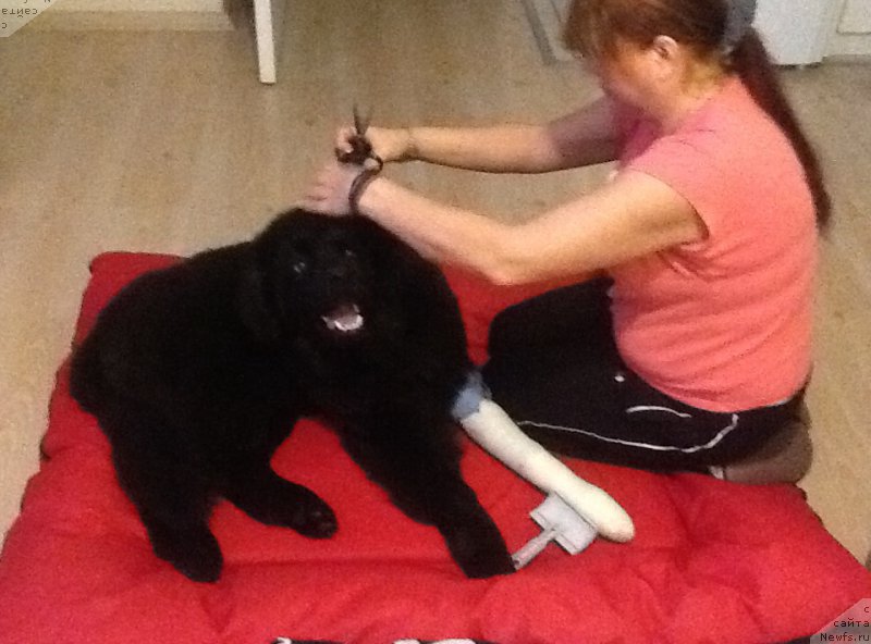 Фото: ньюфаундленд Браунблад МСК Харита Хавва (Brownblood MSK Harita Havva)