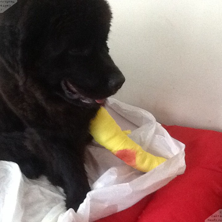 Фото: ньюфаундленд Браунблад МСК Харита Хавва (Brownblood MSK Harita Havva)