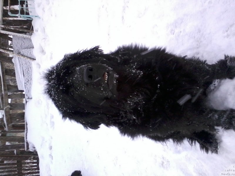 Фото: ньюфаундленд Елизавета Вялiкi Мядзведзь (Elizaveta Vialiki Miadzvedz)