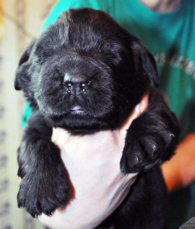 Фото: ньюфаундленд Бегущая по Волнам Зефирин Друэн (Beguschaya po Volnam Zephirine Drouhin)