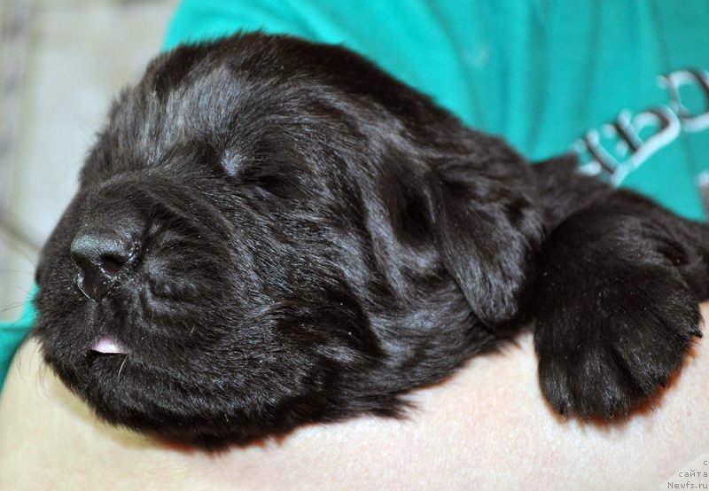 Фото: ньюфаундленд Бегущая по Волнам Зефирин Друэн (Beguschaya po Volnam Zephirine Drouhin)