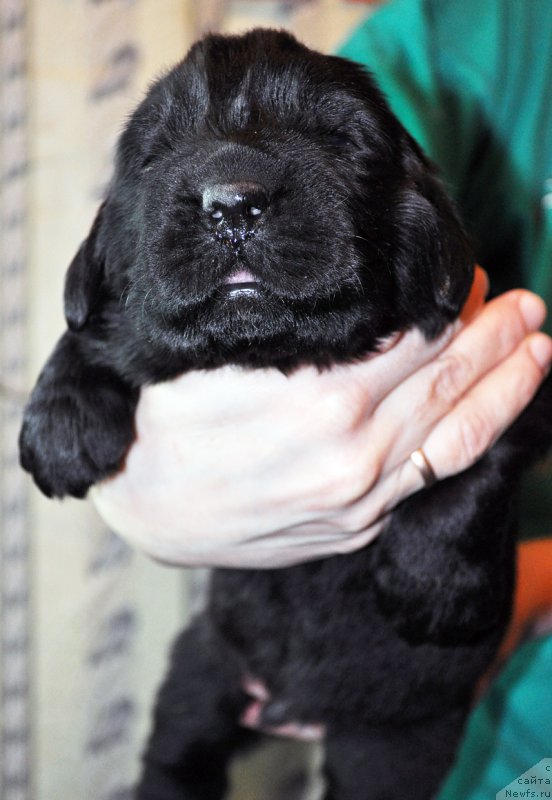 Фото: ньюфаундленд Бегущая по Волнам Зефирин Друэн (Beguschaya po Volnam Zephirine Drouhin)