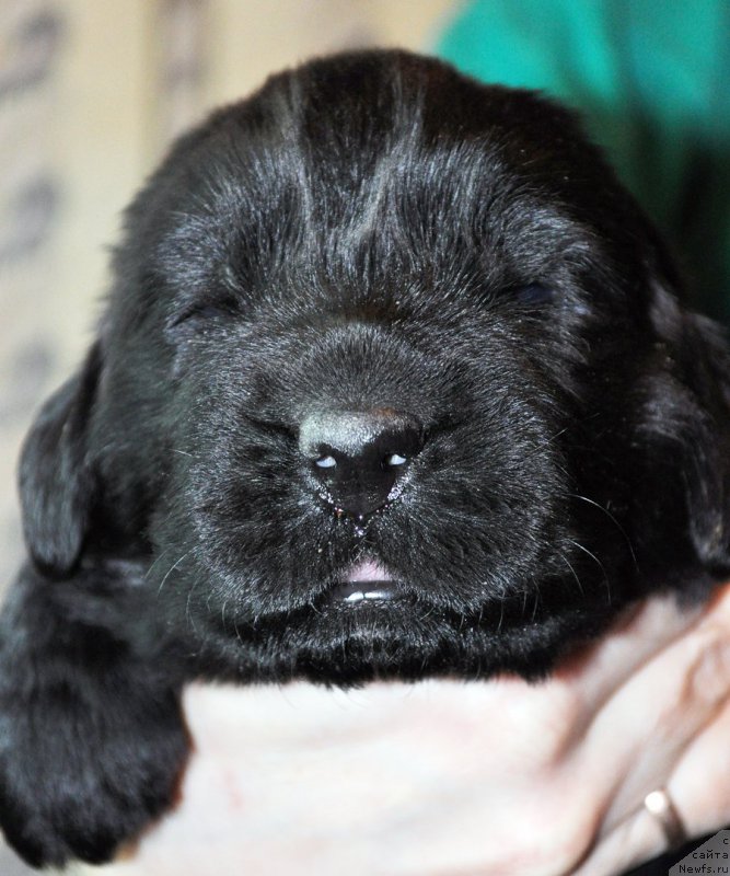 Фото: ньюфаундленд Бегущая по Волнам Зефирин Друэн (Beguschaya po Volnam Zephirine Drouhin)