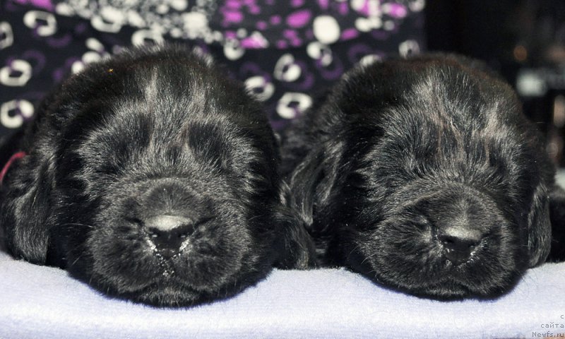 Фотография № 174296