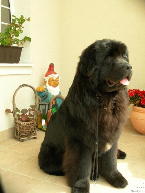 Фото: ньюфаундленд Duty Free of Apachee's Home