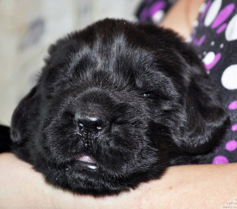 Фото: ньюфаундленд Бегущая по Волнам Зефирин Друэн (Beguschaya po Volnam Zephirine Drouhin)