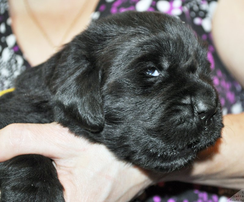 Фото: ньюфаундленд Бегущая по Волнам Зефирин Друэн (Beguschaya po Volnam Zephirine Drouhin)