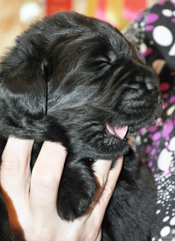 Фотография № 174319