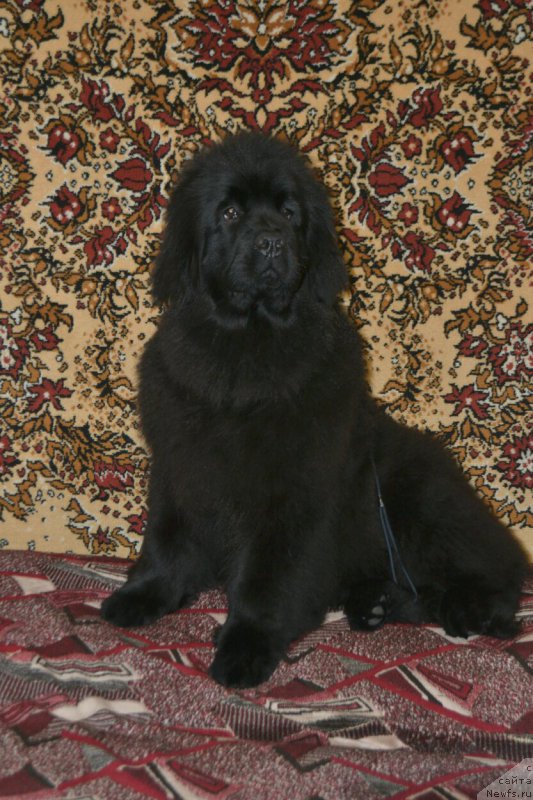 Фото: ньюфаундленд Многоликая Богиня Манифик (Mnogolikaya Boginya Manifik)