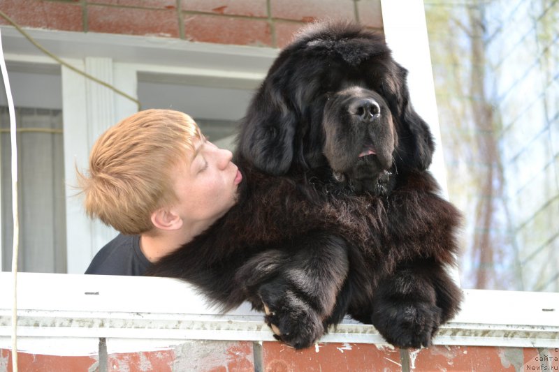 Ньюфаундленд фото собаки фото с человеком