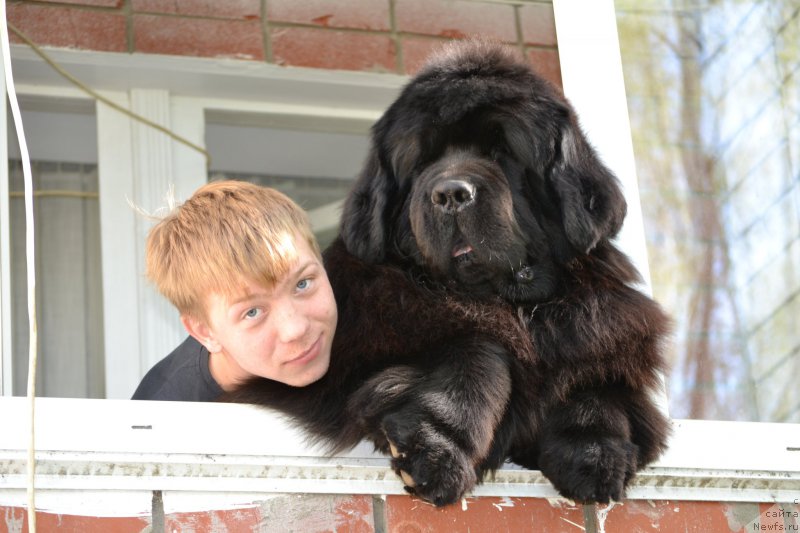 Фото: ньюфаундленд Симбад Покоритель Морей