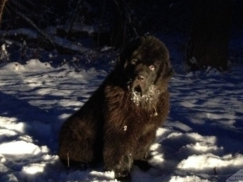 Фото: ньюфаундленд Басня с Берега Дона (Basnja s Berega Dona)
