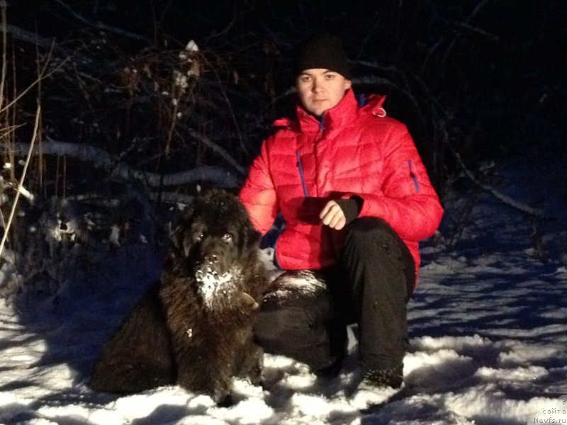 Фото: ньюфаундленд Басня с Берега Дона (Basnja s Berega Dona), Эльдар