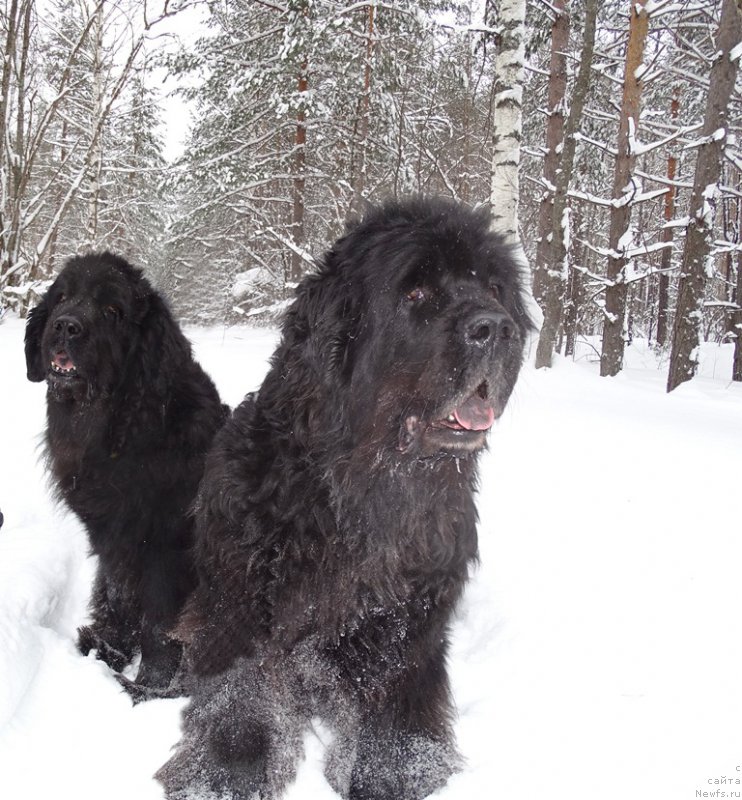 Фото: ньюфаундленд Акин Соул София, ньюфаундленд Лесная Сказка Лунная Соната
