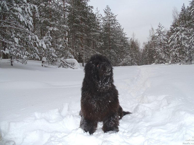 Фото: ньюфаундленд Анджел Викториус