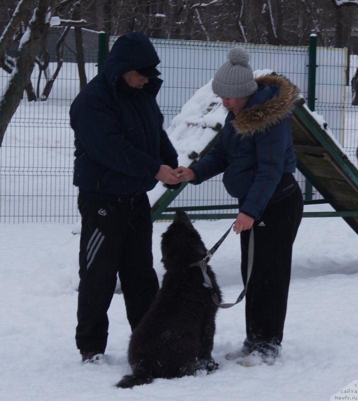 Фото: Александр Бурмистров, ньюфаундленд Ангел Хранитель Граффидд (Angel Khranitel Gruffidd)