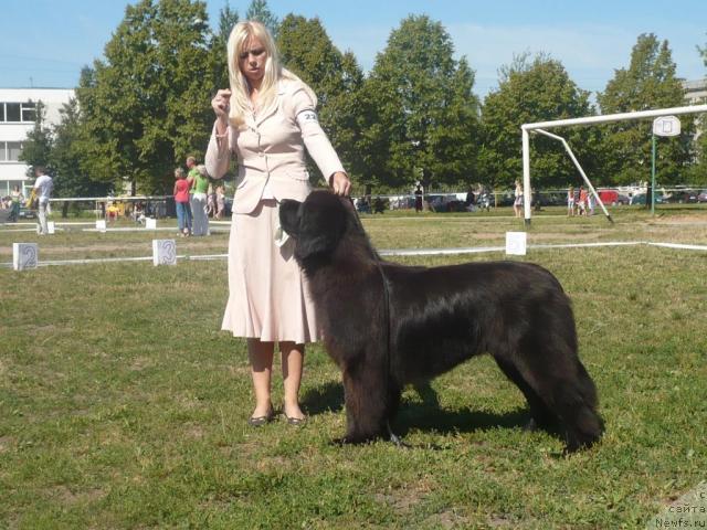 Фото: ньюфаундленд Fanta Sirdute